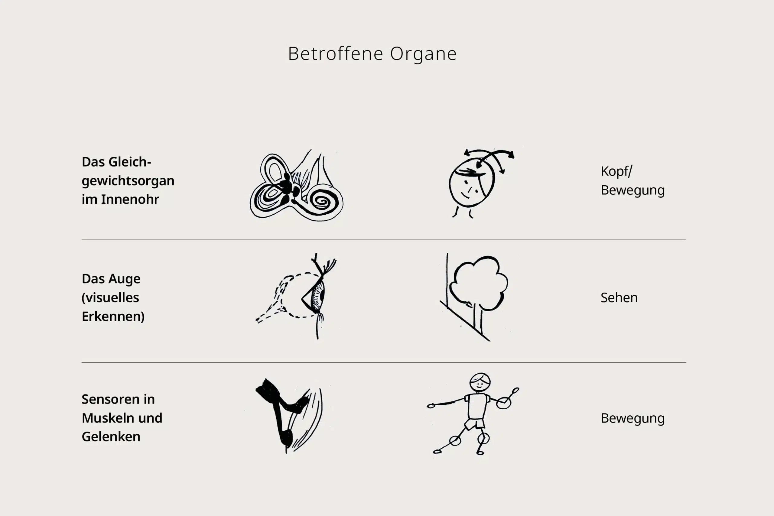 Betroffene Organe - Schwindel